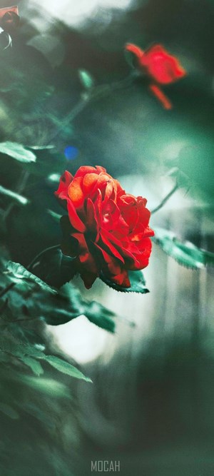 Red Rose with green leaves