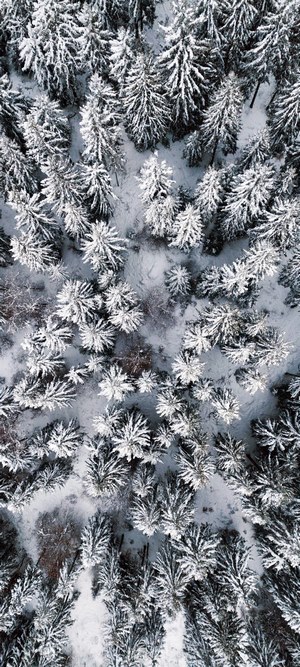 Aerial view of snow-covered pine forest