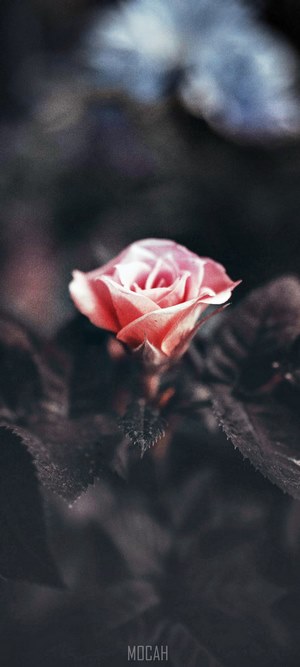 Pink rose blossoming in the dark