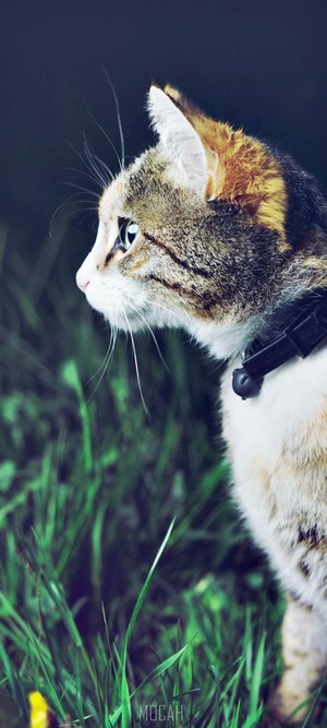 Side view of a cat with a black collar on green grass