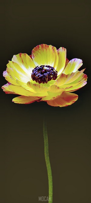 Yellow and orange ranunculus flower with dark center