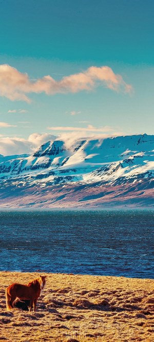 Brown pony on a grassy shore with snow-capped mountains