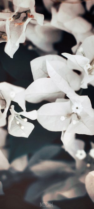 White bougainvillea flowers with dark background