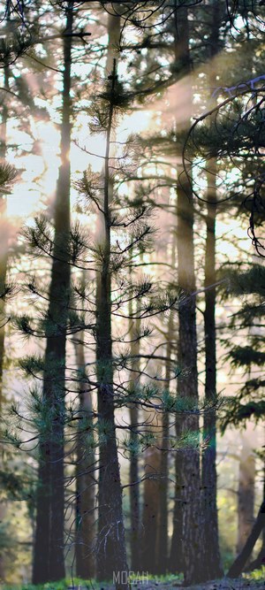 Sunbeams filtering through a pine forest at sunset