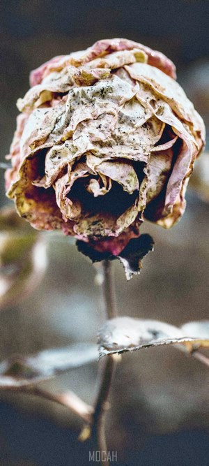 Dried pink rose with dark background