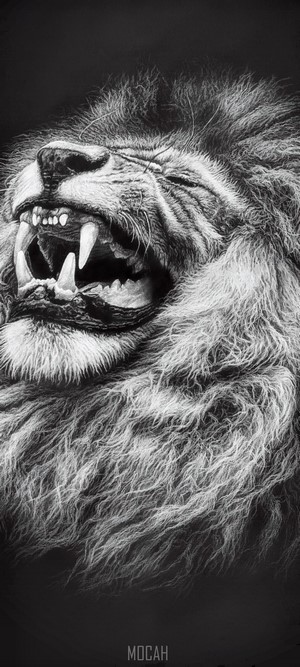 Monochrome drawing of a roaring lion