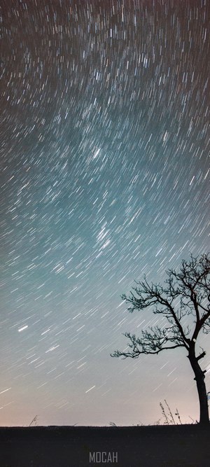 Star trails over a lone tree