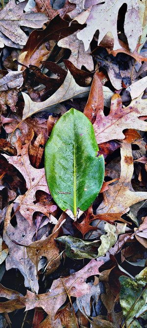 Green leaf on fallen autumn leaves