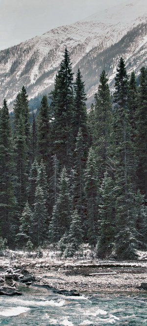 Snowy Mountain Forest and River Landscape