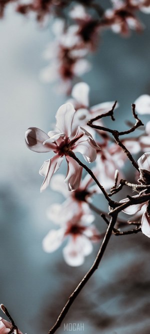 Pink Magnolia Blossoms on Branches