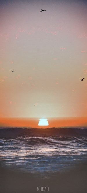 Sunset over ocean with birds