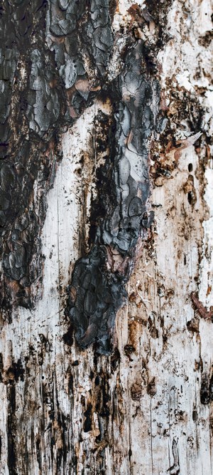 Close-up of tree bark with dark and light textures
