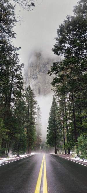 Foggy Yosemite National Park Road with Trees