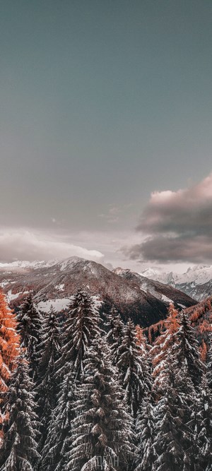 Winter mountain landscape with snow-covered pine trees
