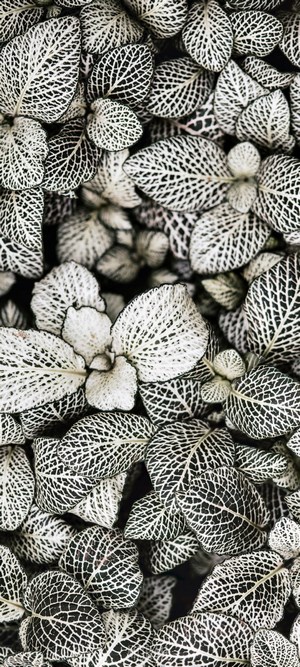 Monochrome Fittonia Plant Leaves Pattern