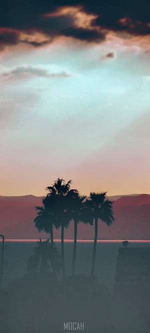 Palm trees silhouetted against a sunset horizon