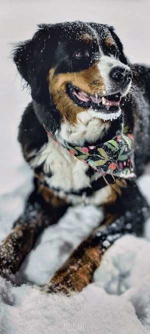Bernese Mountain Dog in Snow
