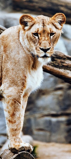 Lioness standing on a log