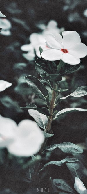 White flowers and green leaves