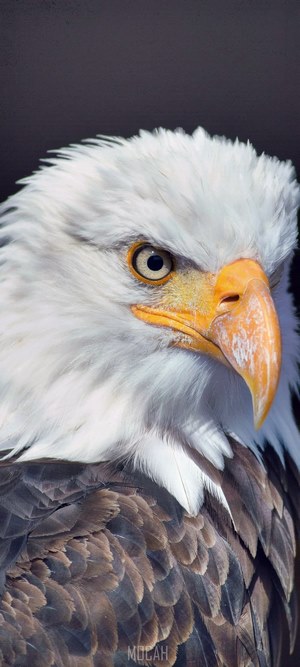 Close-up of a Bald Eagle's head