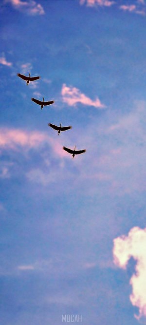 Four birds flying in formation against a blue sky with pink clouds