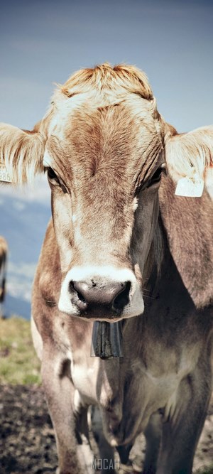 Brown cow with bell in the Alps