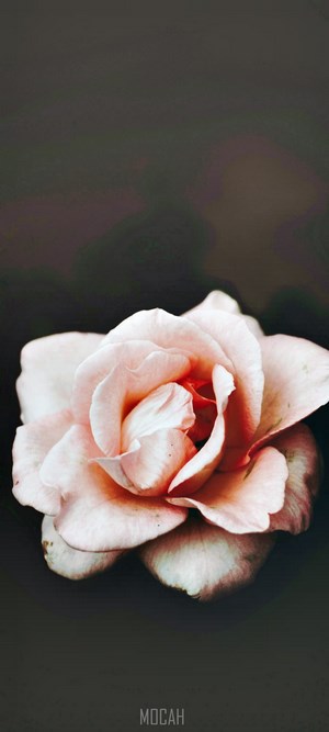 Close-up of a pink and white rose
