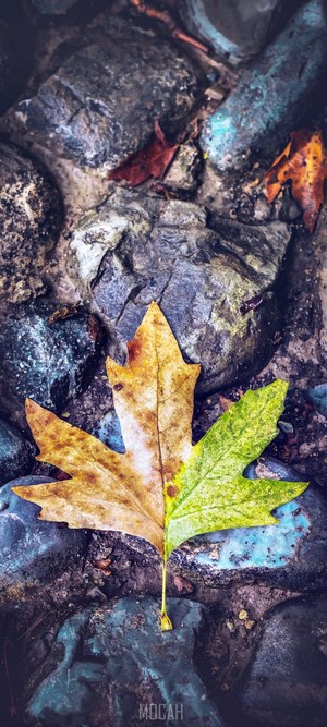 Half Green and Half Brown Maple Leaf on Rocks
