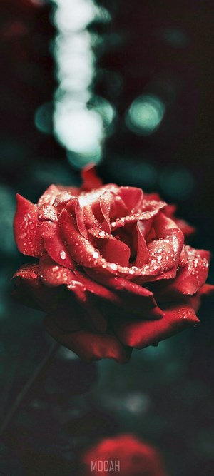 Red Rose with Water Droplets