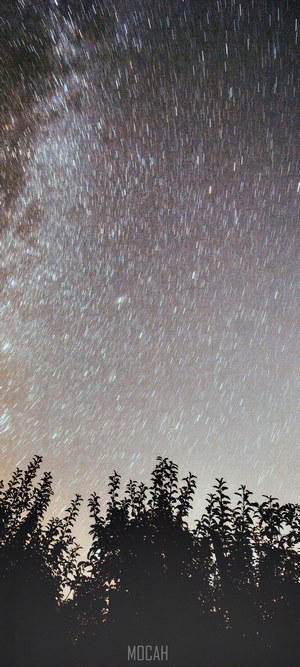 Star trails over silhouetted trees