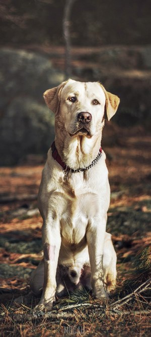 Yellow Labrador Retriever dog sitting outdoors
