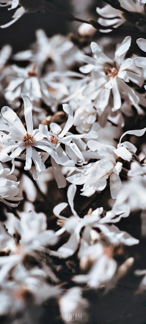White star magnolia flowers close-up