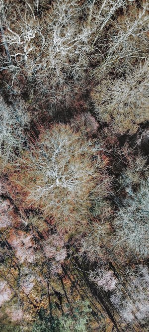 Aerial view of a forest with bare trees