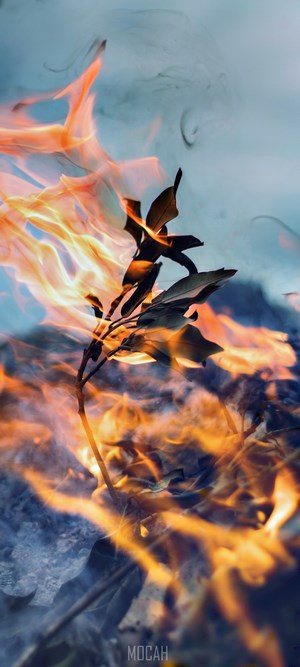 Plant engulfed in flames and smoke