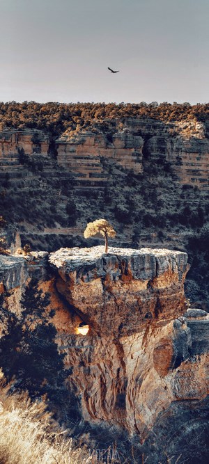 Lone tree on a cliff in a canyon with a bird flying
