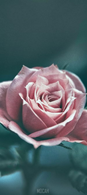 Pink rose on a dark background