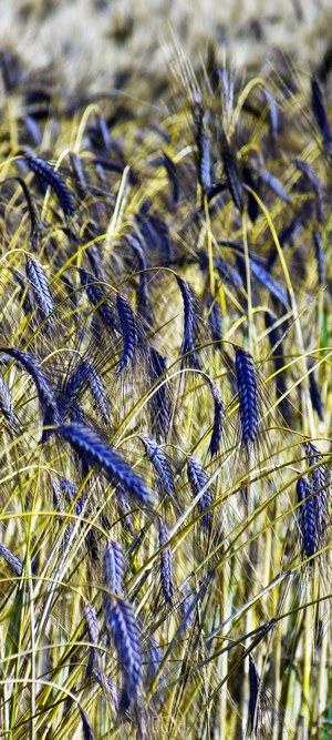 Black emmer wheat field