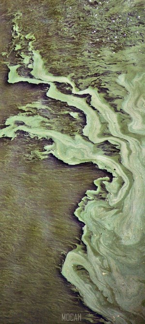 Algae bloom in water