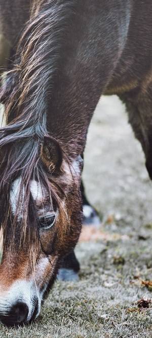 Close-up of a dark brown horse grazing