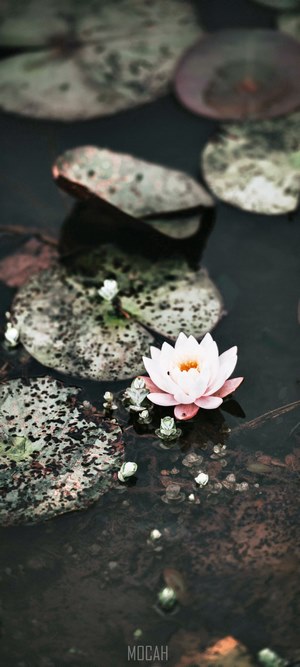 Pink water lily on lily pads