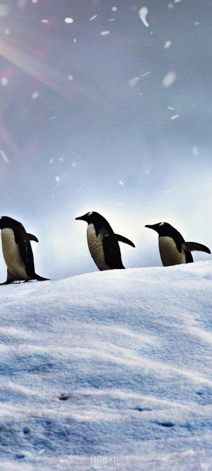 Three penguins walking on snow