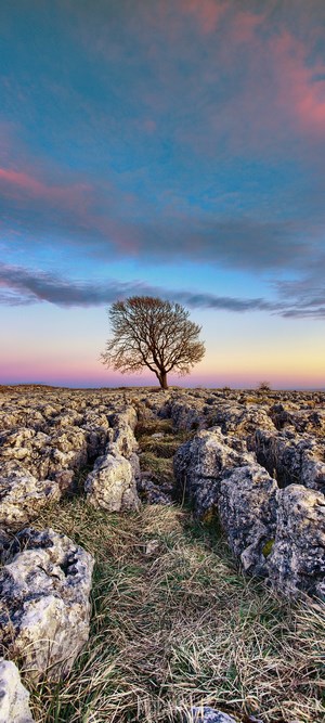 Lone tree on rocky landscape at sunset