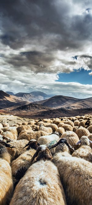 Flock of sheep in a mountainous landscape under cloudy sky