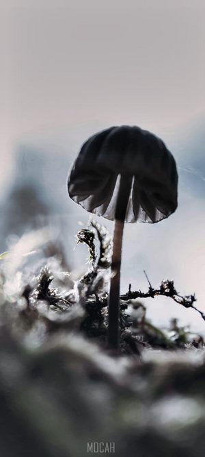 Close up of a mushroom on moss