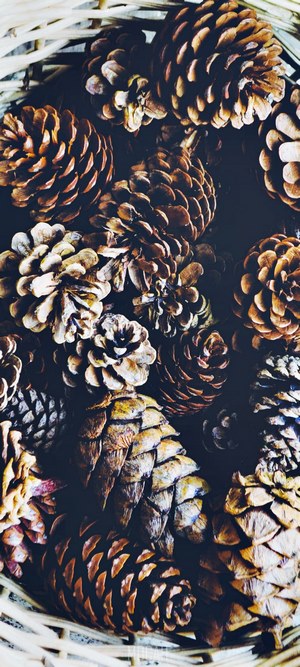 Basket of pinecones
