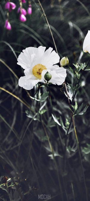White flower with yellow center and purple flowers in background