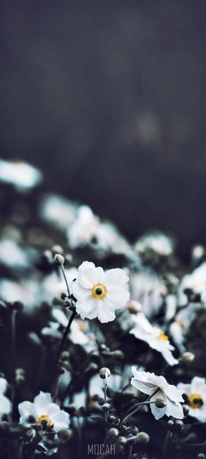 Delicate White Anemone Flowers in Soft Focus