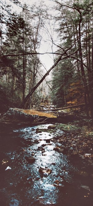 Forest stream with fallen trees and autumn leaves