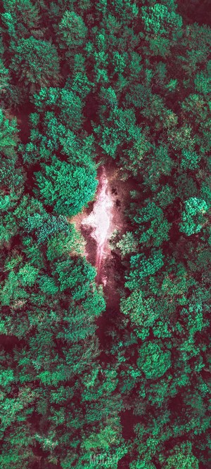 Aerial view of a forest path