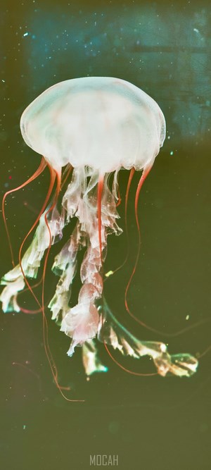Jellyfish with red tentacles in dark water
